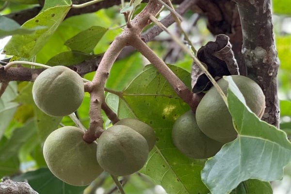 Kukui nuts on a kukui nut tree in Hawaii, the source of Kona Natural Soap Company's 100% Hawaiian Kukui Nut Oil