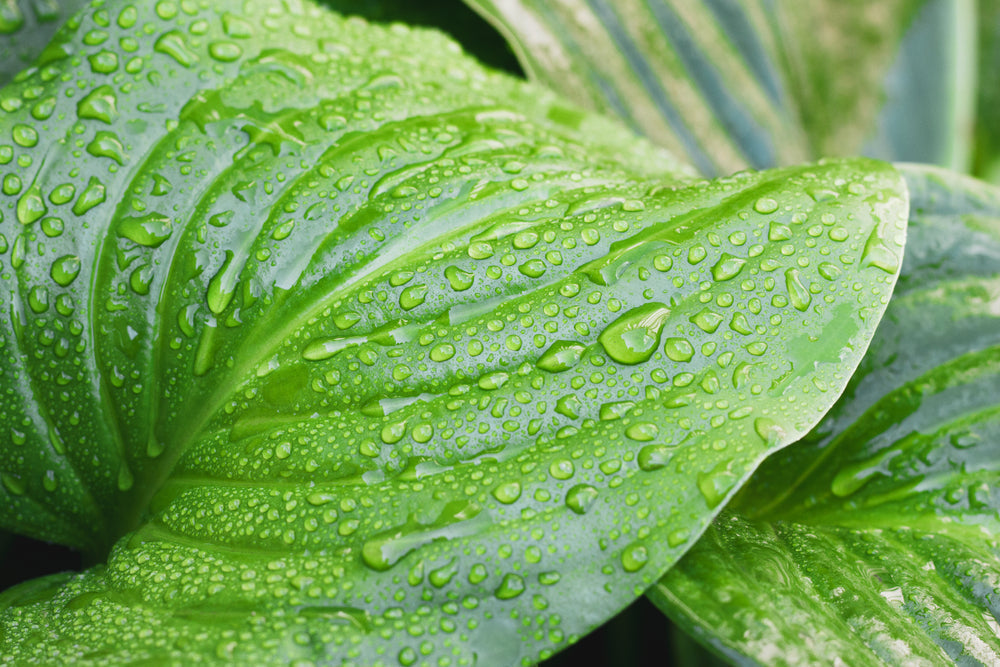 Fragrance-Free, Island-Fresh: Why Hawaiian Rainwater and Local Botanicals Matter for Your Skin