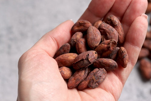 Freshly harvested cacao beans held in a hand