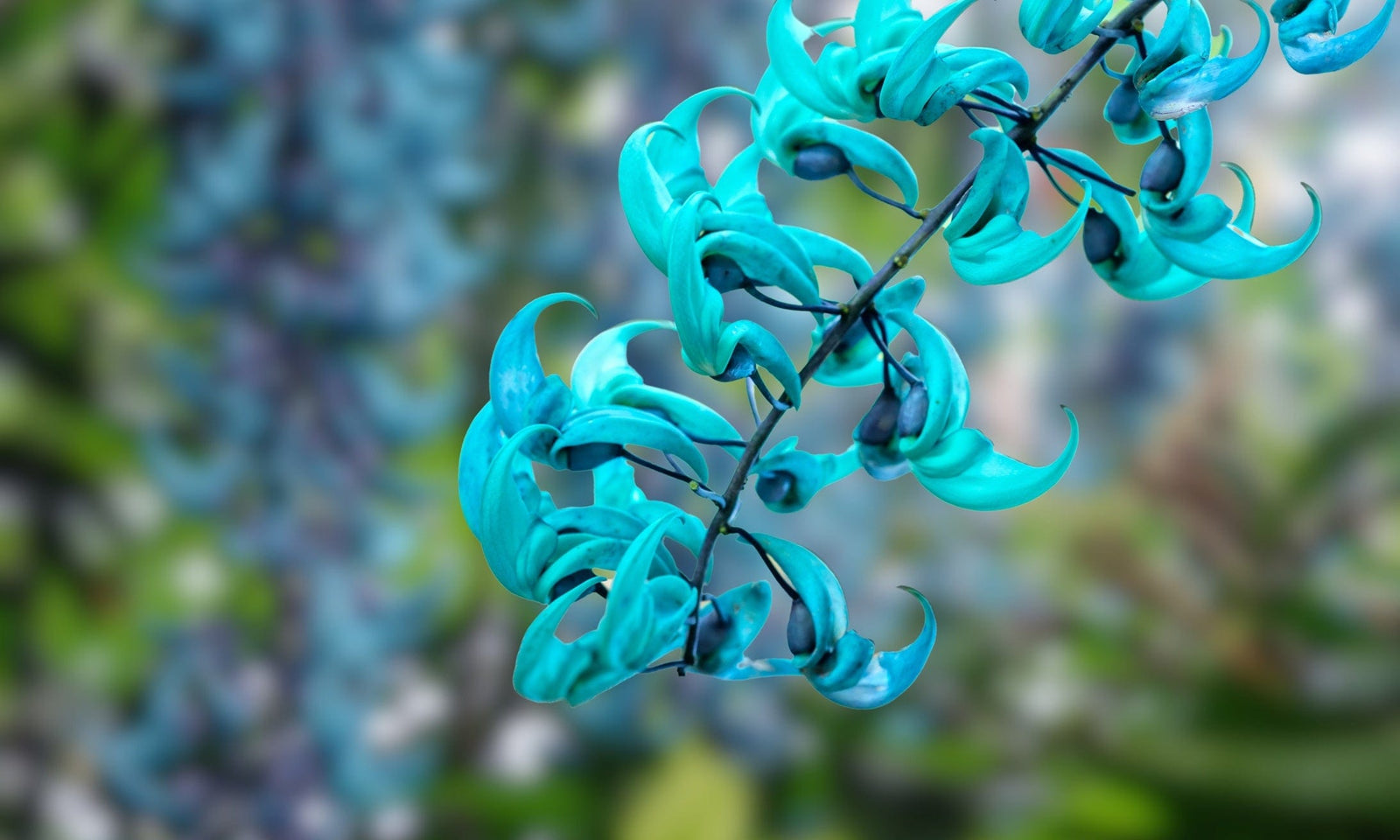 Kona Natural Soap Company handcrafted Hawaiian soaps with sea turtle logo